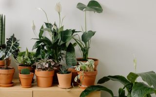 plantes d intérieur faciles maison