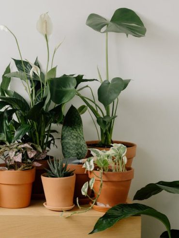 plantes d intérieur faciles maison