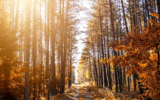 week end nature belgique forêt ardennes