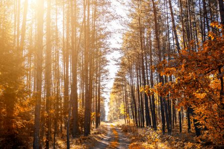 week end nature belgique forêt ardennes