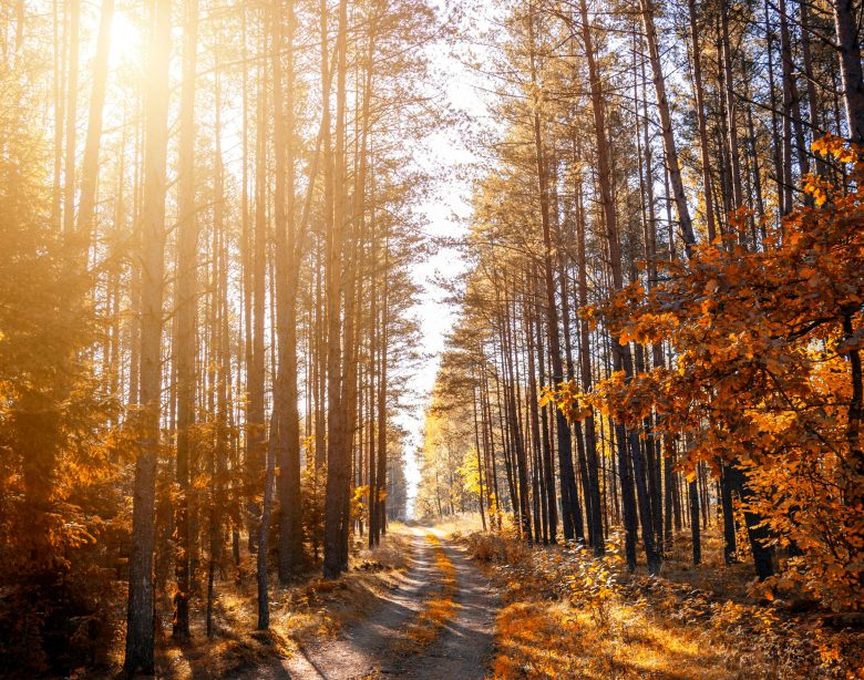 week end nature belgique forêt ardennes